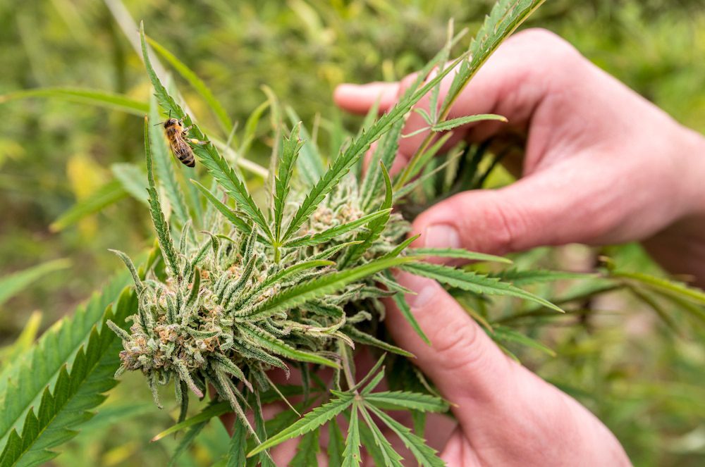 The 5 Easiest Marijuana Strains For Beginners to Grow