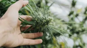 Screen Shot 2022 07 18 at 12.01.11 PM