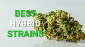 Screen Shot 2022 07 26 at 5.53.04 PM Screen Shot 2022 07 26 at 5.53.04 PM