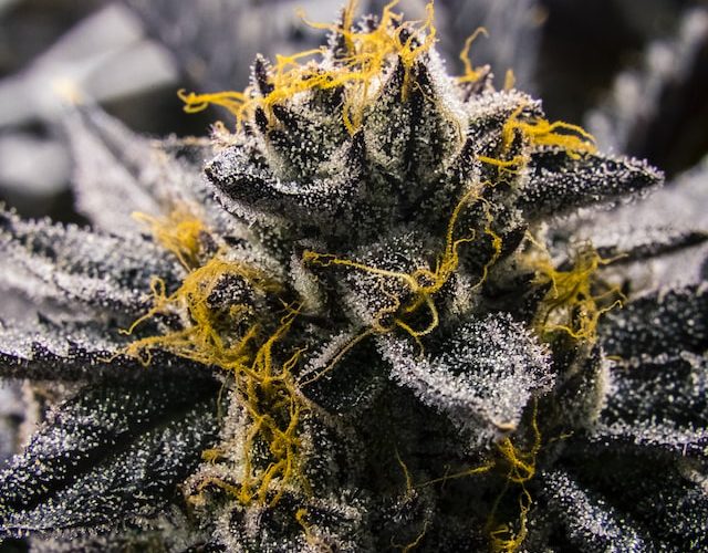 best hybrid marijuana strains