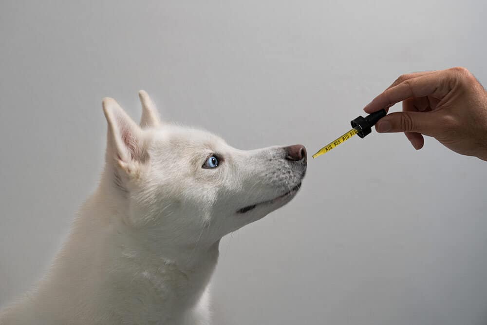 White dog looking at hand holding tincture with CBD oil