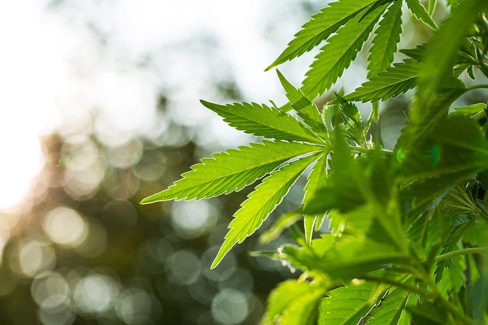 Young marijuana plant growing in the sunlight