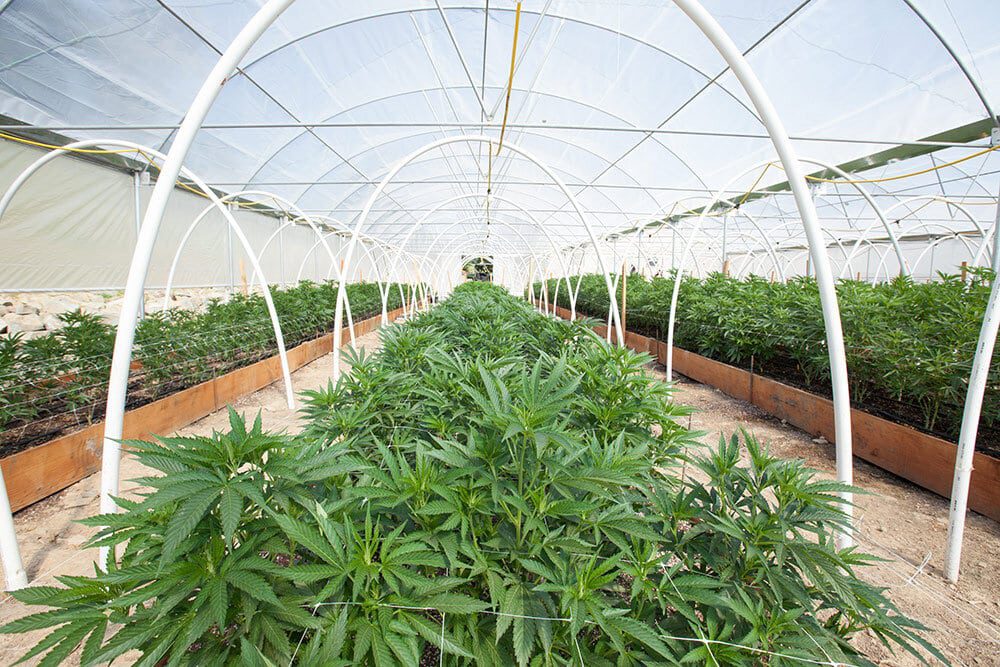 Cannabis farm, cannabis plants, grow house