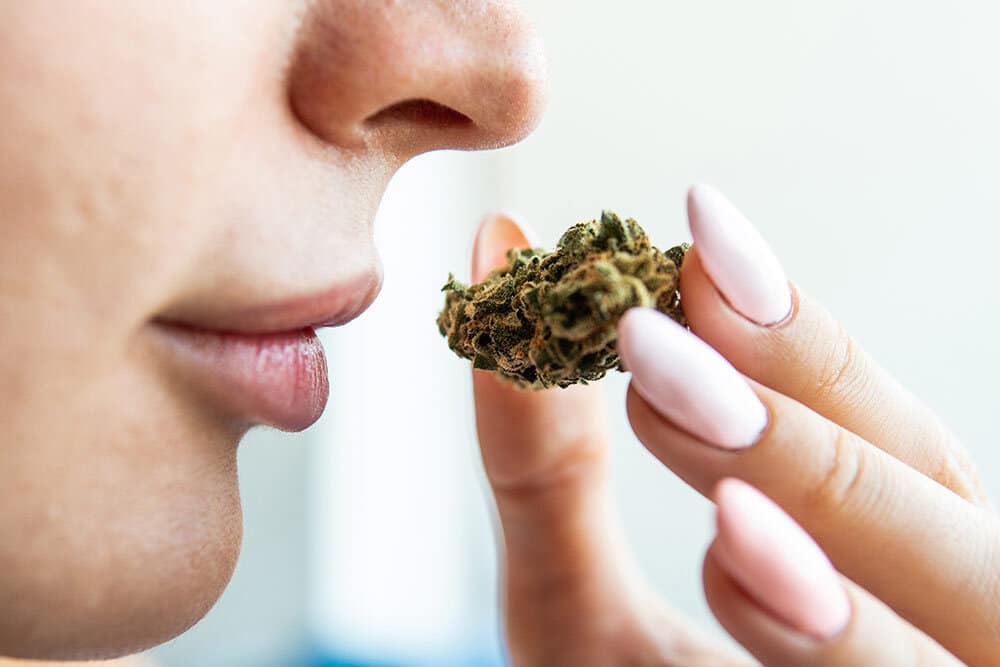 Woman holding cannabis up to nose, smelling aroma