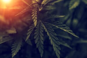 Close up shot of cannabis leaves in field at sundown with sun glowing in the background