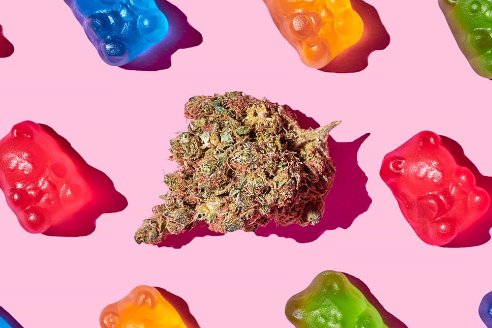 Marijuana edible gummy bears on a table with pink background and marijuana flower in the middle