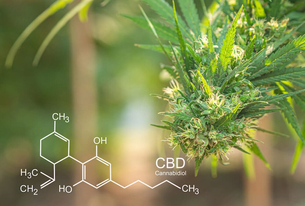 How CBD Can Help You Manage Your Anxiety