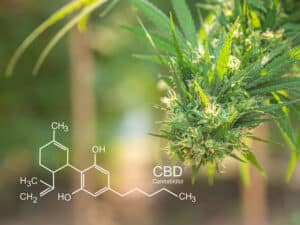 marijuana plant with CBD chemical compound
