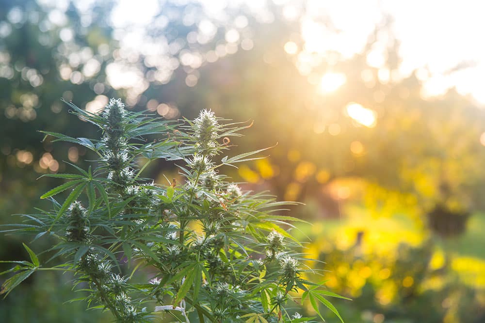 Marijuana plant growing outside in sunshine