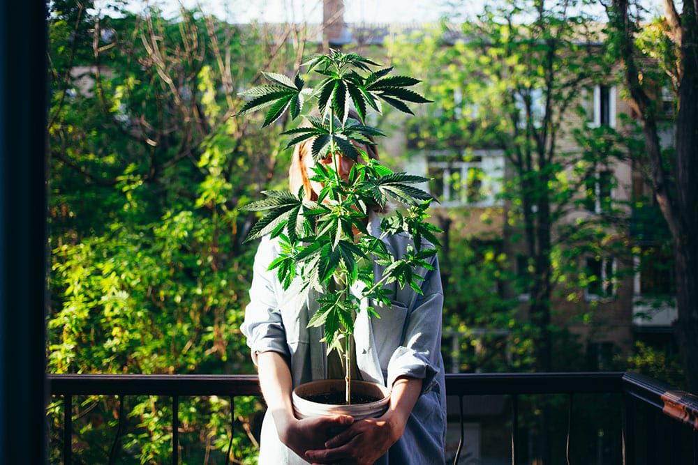 Woman holding pot with young weed plant