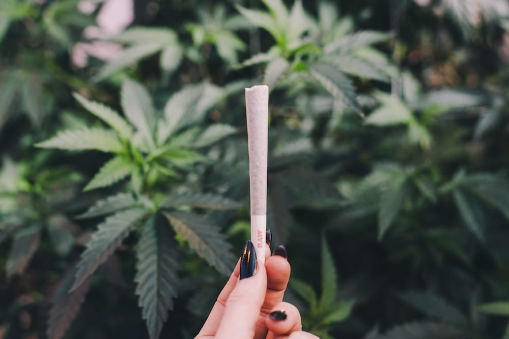 A woman's hand holding up a joint in front of a cannabis field