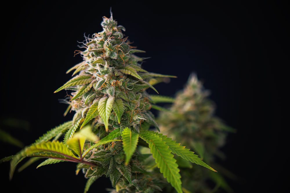 A close up shot of a cannabis plant