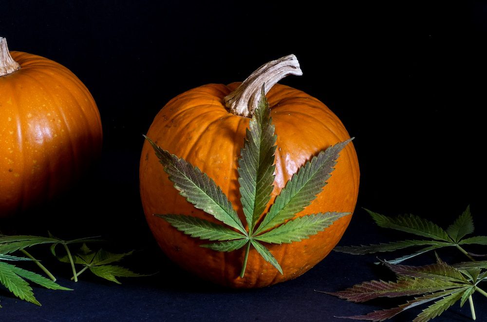 A cannabis leaf on a pumpkin