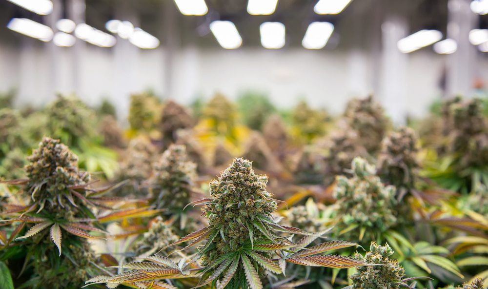 Cannabis growing indoors on a farm