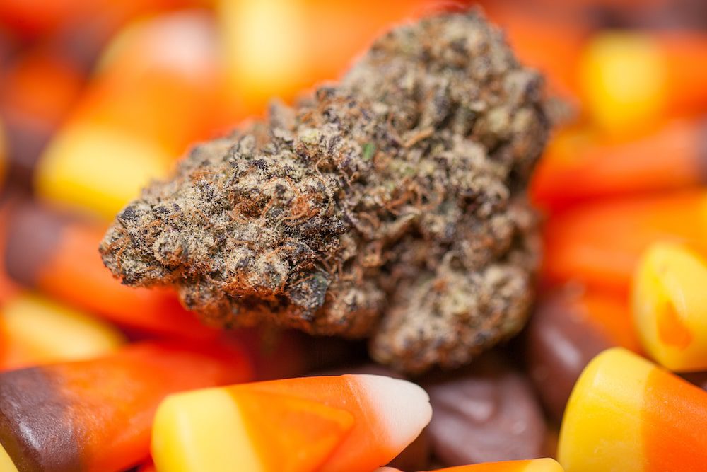 A cannabis nugget surrounded by candy corn