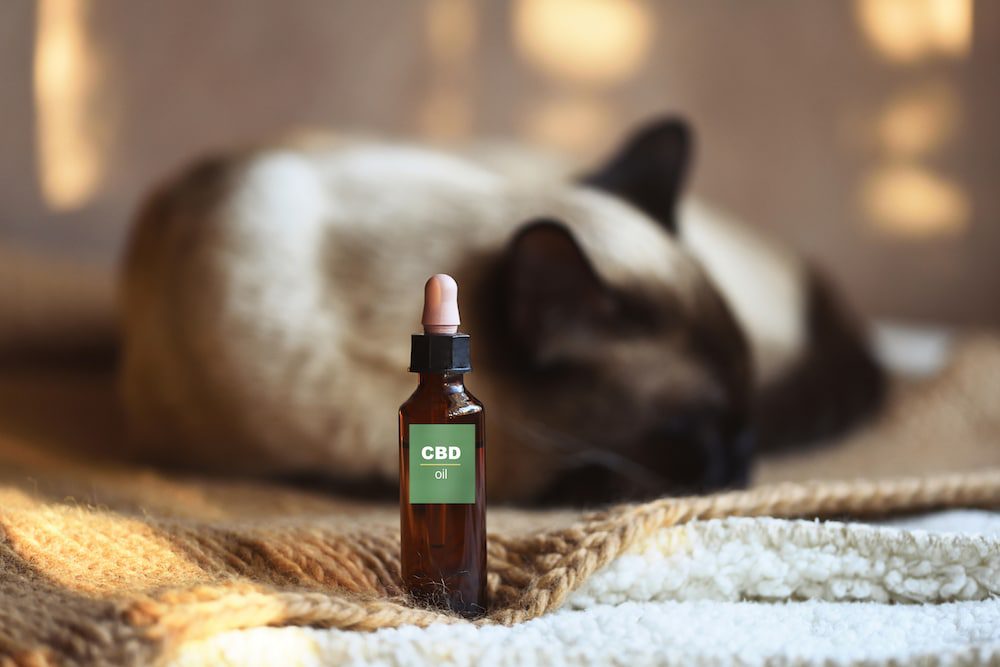 A cat sleeping near a bottle of CBD